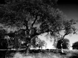 Winter Oaks.jpg