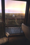 OR Gull in Window.jpg