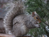 Squirrel on Deck<BR>April 5, 2011