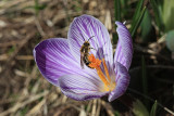 Bee and Crocus Macro<BR>April 7, 2011