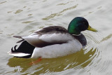 Mallard Duck<BR>April 16, 2011