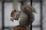 Squirrel<BR>April 25, 2011