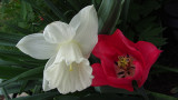 White Daffodil and Red Tulip<BR>May 7, 2011