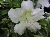 Azalea Closeup<BR>May 27, 2011