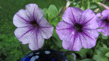 Purple Flowers<BR>June 14, 2011