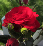 Red Rose Closeup<BR>June 16, 2011