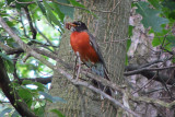 Robin and Worm<BR>June 17, 2011