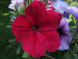 Red Flower Closeup<BR>June 20, 2011