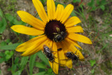 Bees and Daisy<BR>June 26, 2011