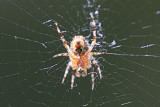 Spider Macro<BR>July 14, 2011