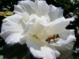 Bumble Bee on Flower<BR>August 8, 2011