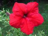 Red Petunia<BR>August 27, 2011