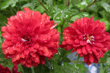 Waterdrops on Mums<BR>September 15, 2011