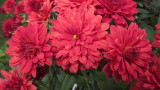 Red Mums<BR>September 17, 2011