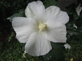 Water Drops on White Flower<BR>September 20, 2011