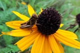 Grasshopper Closeup<BR>September 23, 2011
