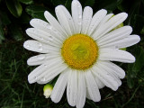 Waterdrops on Daisy<BR>September 28, 2011