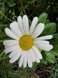 White Daisy<BR>October 1, 2011