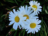 White Daisies<BR>October 6, 2011