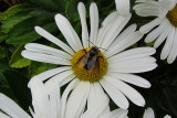 Bee and Daisy Macro<BR>October 14, 2011
