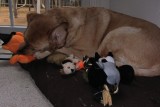 Glinda with Toys<BR>October 27, 2011