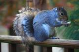 Squirrel<BR>November 1, 2011
