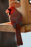 Cardinal<BR>November 22, 2011