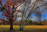Autumn Again in HDR<BR>December 10, 2011