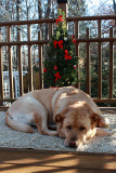 Glinda and Outdoor Tree<BR>December 13, 2011