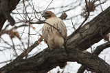 Red-tailed Hawk<BR>January 2, 2012