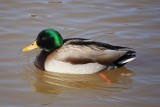 Mallard Duck<BR>January 11, 2012