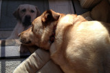 Glinda and Floormat Dog<BR>January 24, 2012