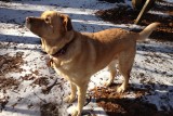 Glinding Looking at Squirrel<BR>January 31, 2012