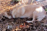 Glinda Sleeping near Swing