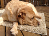 Glinda on the Deck<BR>February 23, 2012