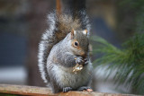 Squirrel<BR>February 24, 2012