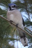 Bluejay<BR>March 9, 2012
