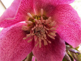 Lenten Rose<BR>March 10, 2012