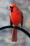 Cardinal<BR>March 13, 2012
