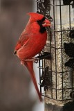 Northern Cardinal<BR>March 15, 2012