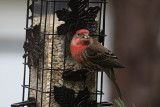 House Finch<BR>March 31, 2012