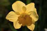 Backlit Flower Macro<BR>April 4, 2012