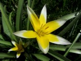 Mini Star Tulip<BR>April 19, 2012