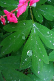 Waterdrops On Bleeding Heart Leaf<BR>May 8, 2012