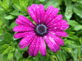 Waterdrops on Daisy<BR>May 9, 2012