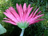 Raindrops on Daisy<BR>May 29, 2012