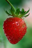 Strawberry Macro<BR>June 9, 2012