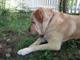 Glinda in Yard<BR>July 12, 2012