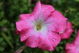 Waterdrops on a Petuna<BR>August 1, 2012