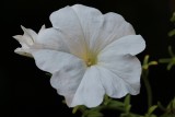 White Petunia Macro<BR>August 9, 2012